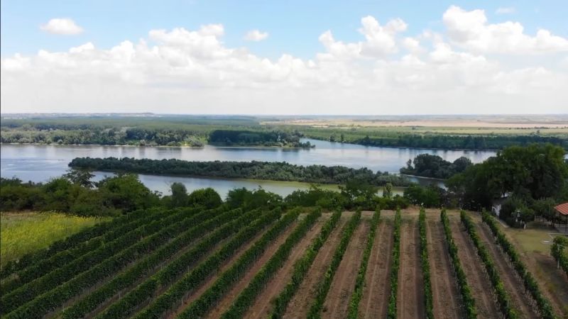 Vinogradi Negotinske krajine